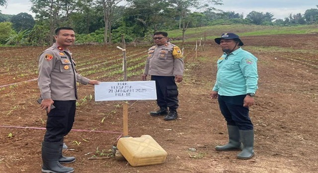 Wakapolres Kotabaru meninjau perkembangan tanaman jagung yang sudah berusia dua minggu sejak penanaman. Hasil pantauan menunjukkan, tanaman jagung tumbuh subur dengan ketinggian sekitar 5-7 cm.