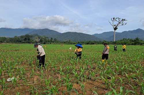 Pemupukan Jagung Serentak di Desa Peramasan, Polsek Hampang Dukung Swasembada Pangan 1 Petani di Desa Peramasan melakukan pemupukan jagung dengan pengawasan dari Polsek Hampang untuk mendukung swasembada pangan.