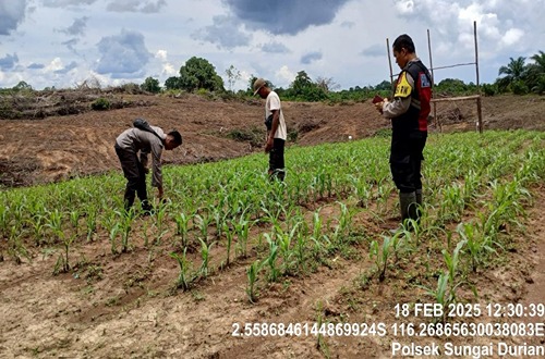 Petani menanam jagung di lahan yang telah dibuka oleh PT. Sawita Karya Manunggul di Kotabaru, Kalimantan Selatan.