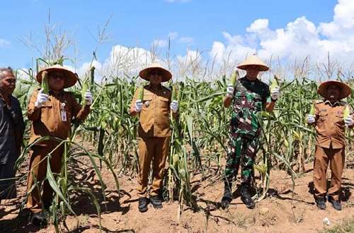 Wakil Bupati Kotabaru bersama pejabat daerah dan anggota TNI memanen jagung manis di lahan pertanian Desa Sebelimbingan.