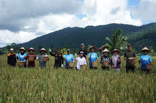 Bupati dan Wakil Bupati Kotabaru bersama petani melakukan panen raya padi di Desa Teluk Mesjid, Kecamatan Pulau Laut Timur, Minggu (24/5/2026).