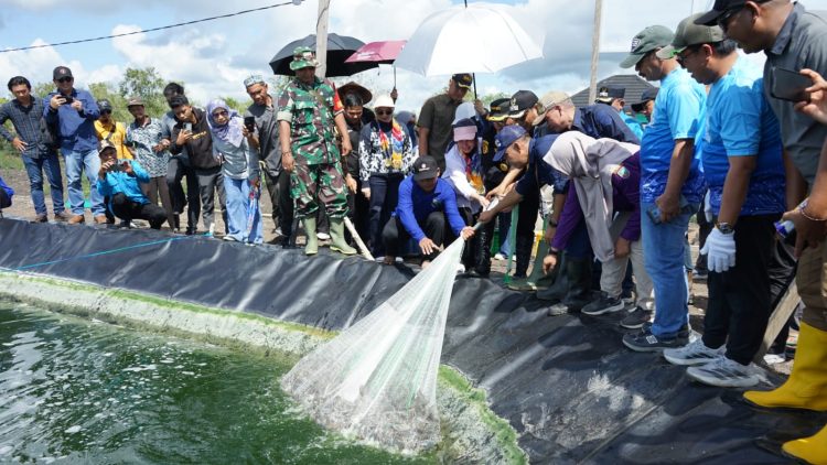 Bupati Kotabaru H. Muhammad Rusli bersama Wakil Bupati Syairi Mukhlis dan rombongan melakukan panen perdana udang vaname di tambak budidaya Desa Sungai Limau, Kecamatan Pulau Laut Timur.